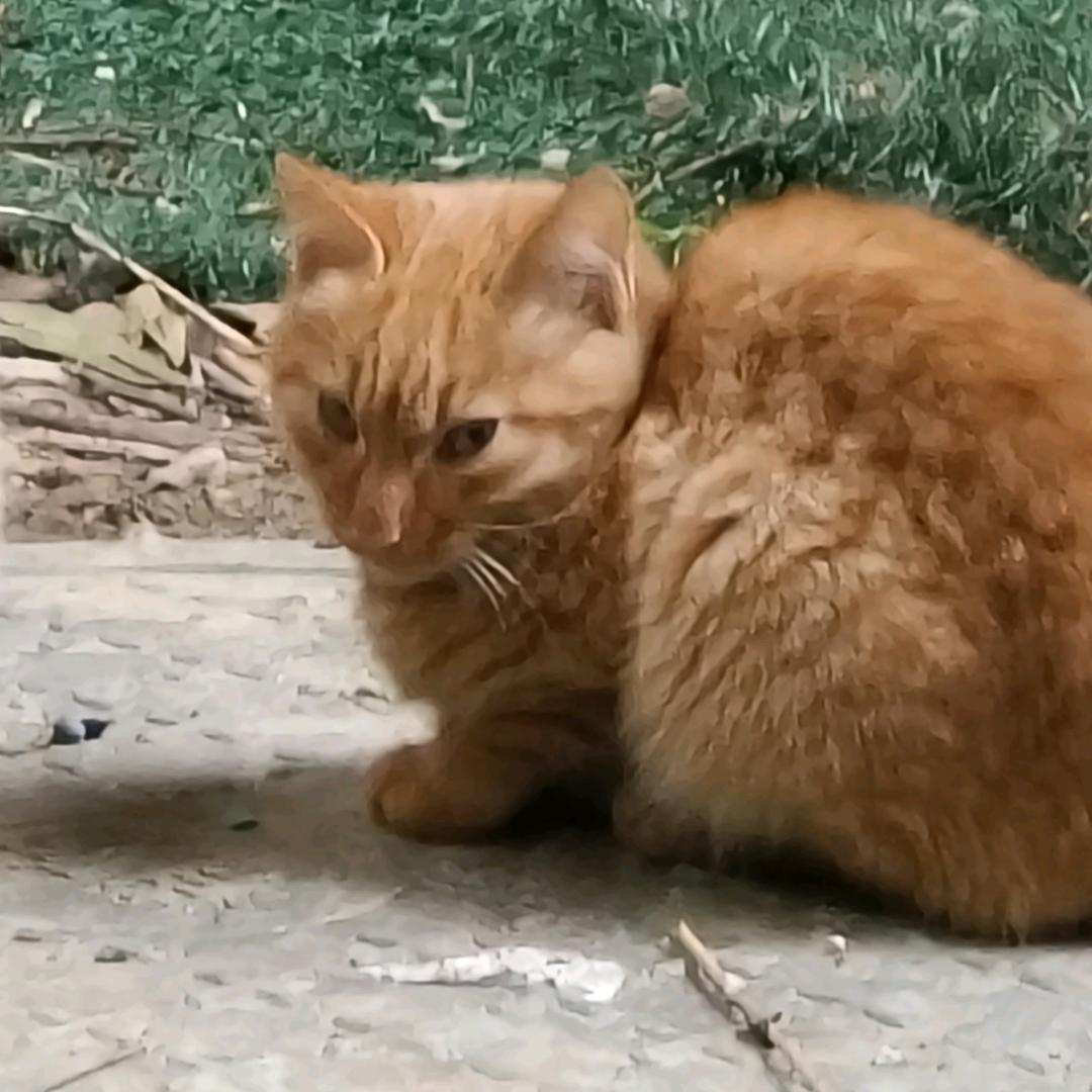 三文鱼给我挑肥一点的