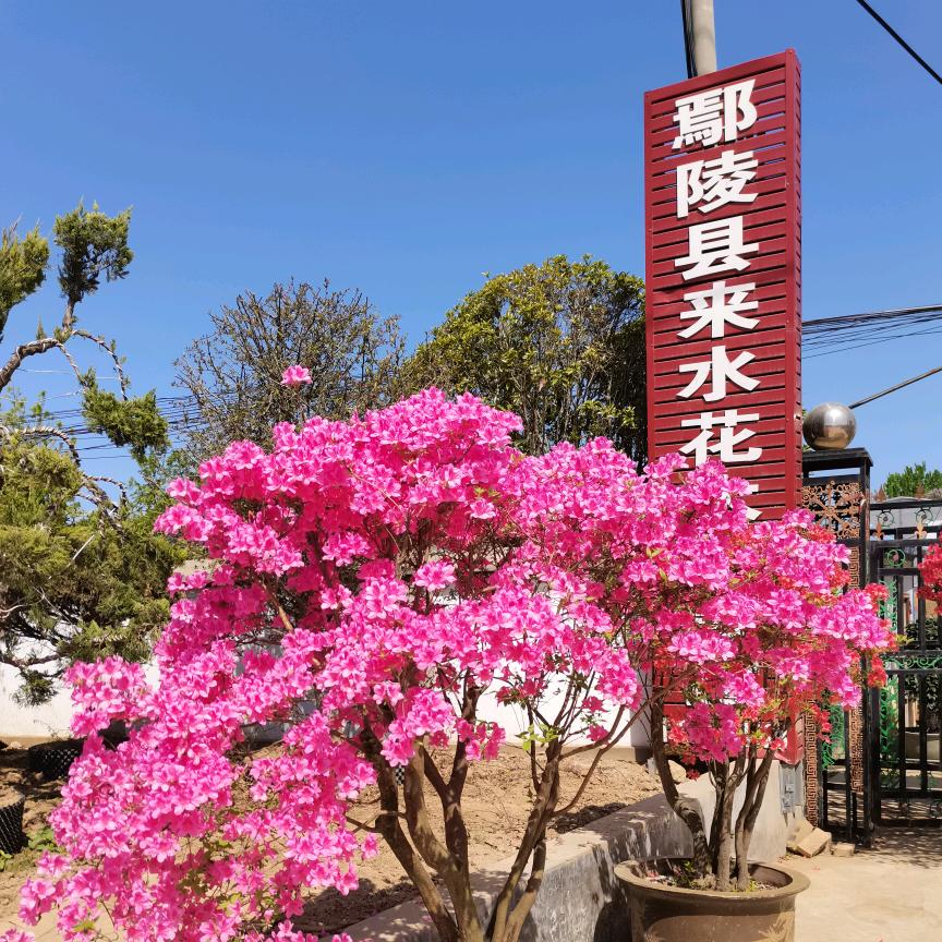 鄢陵县来水花木盆景园