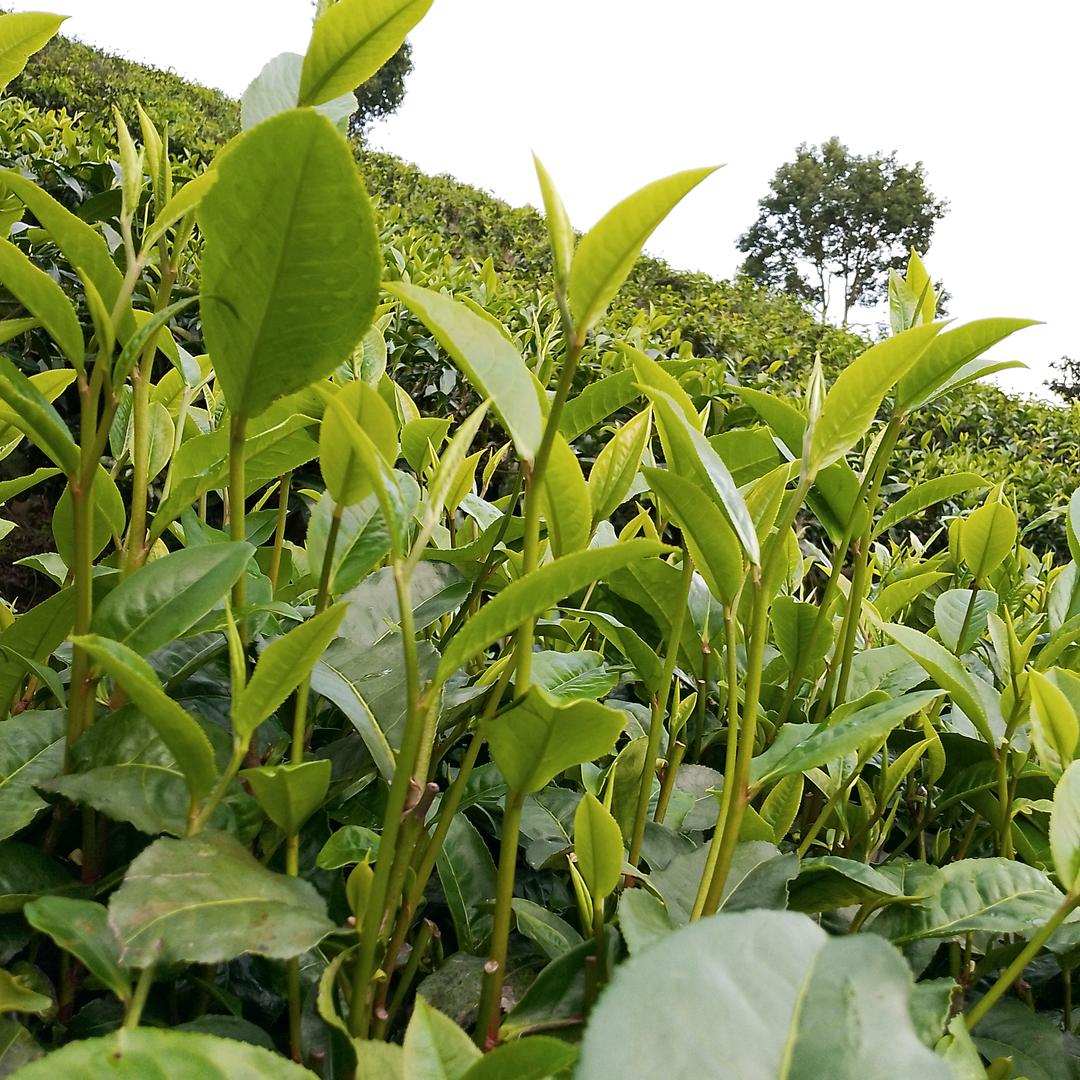 嗨好久不见