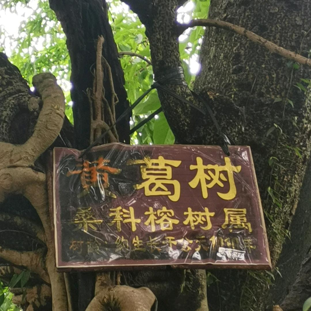用户白杨树
