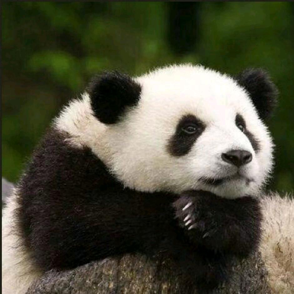 秀起