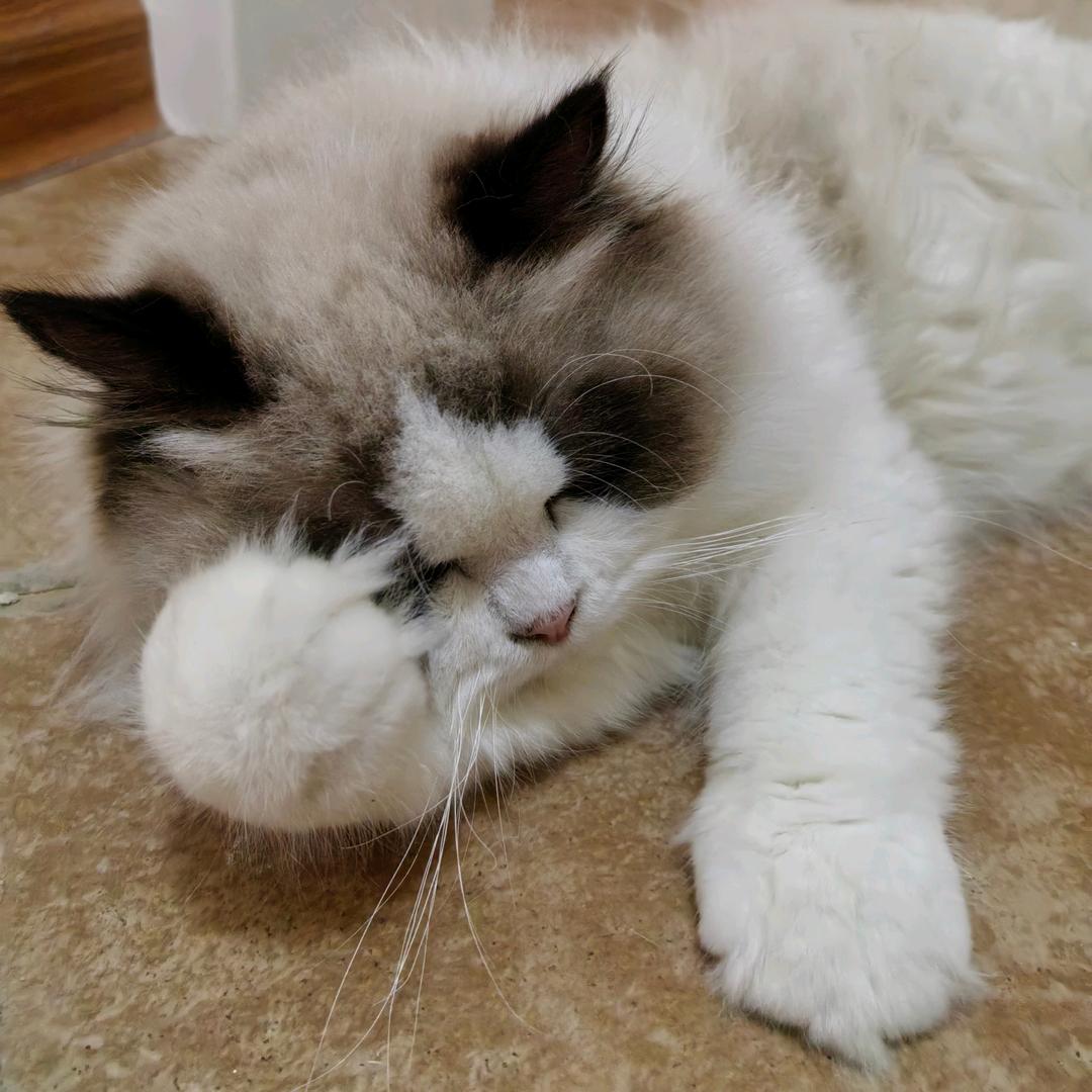 猫出没🐱大熊