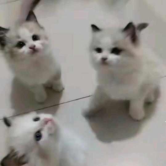 小馋猫