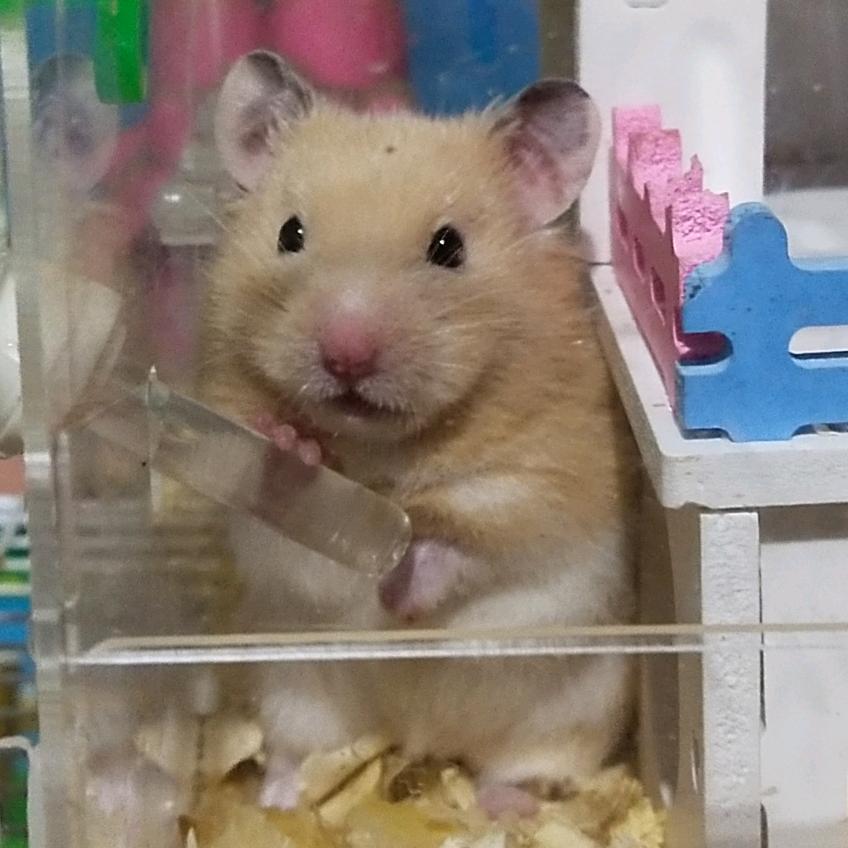 @洋芋粑粑
