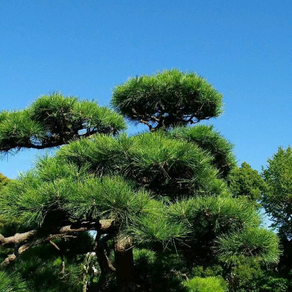 南阳专业车辆金融