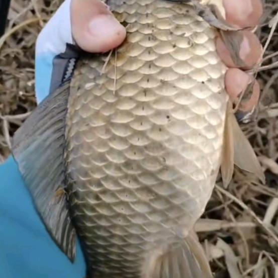 空军一号（钓吧嗒嘴）