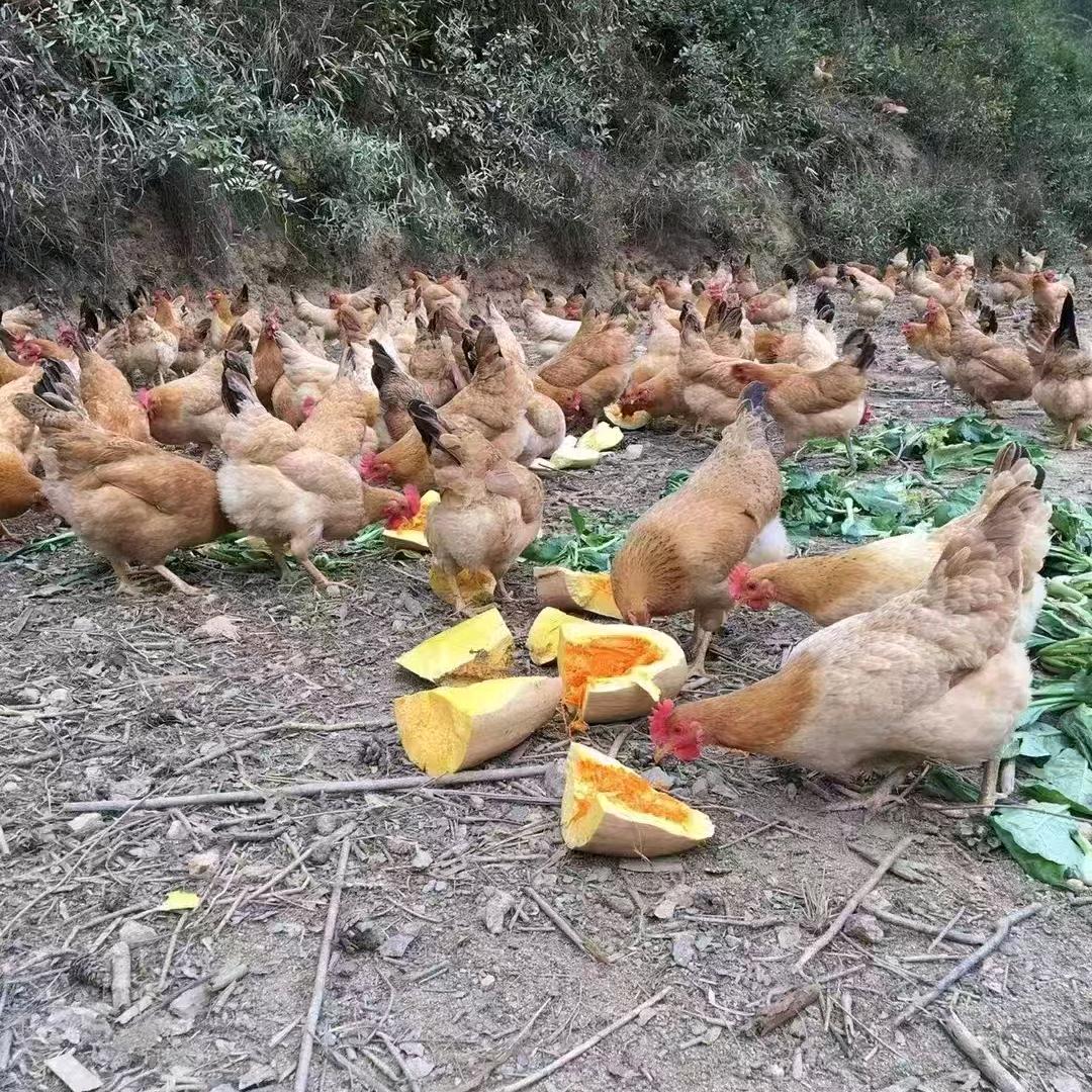 杭州临平区散养土鸡供货商