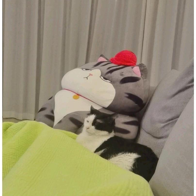 D小姐。🌻