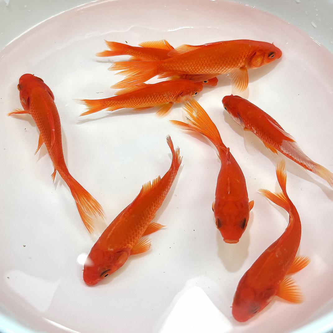 满堂红水族馆