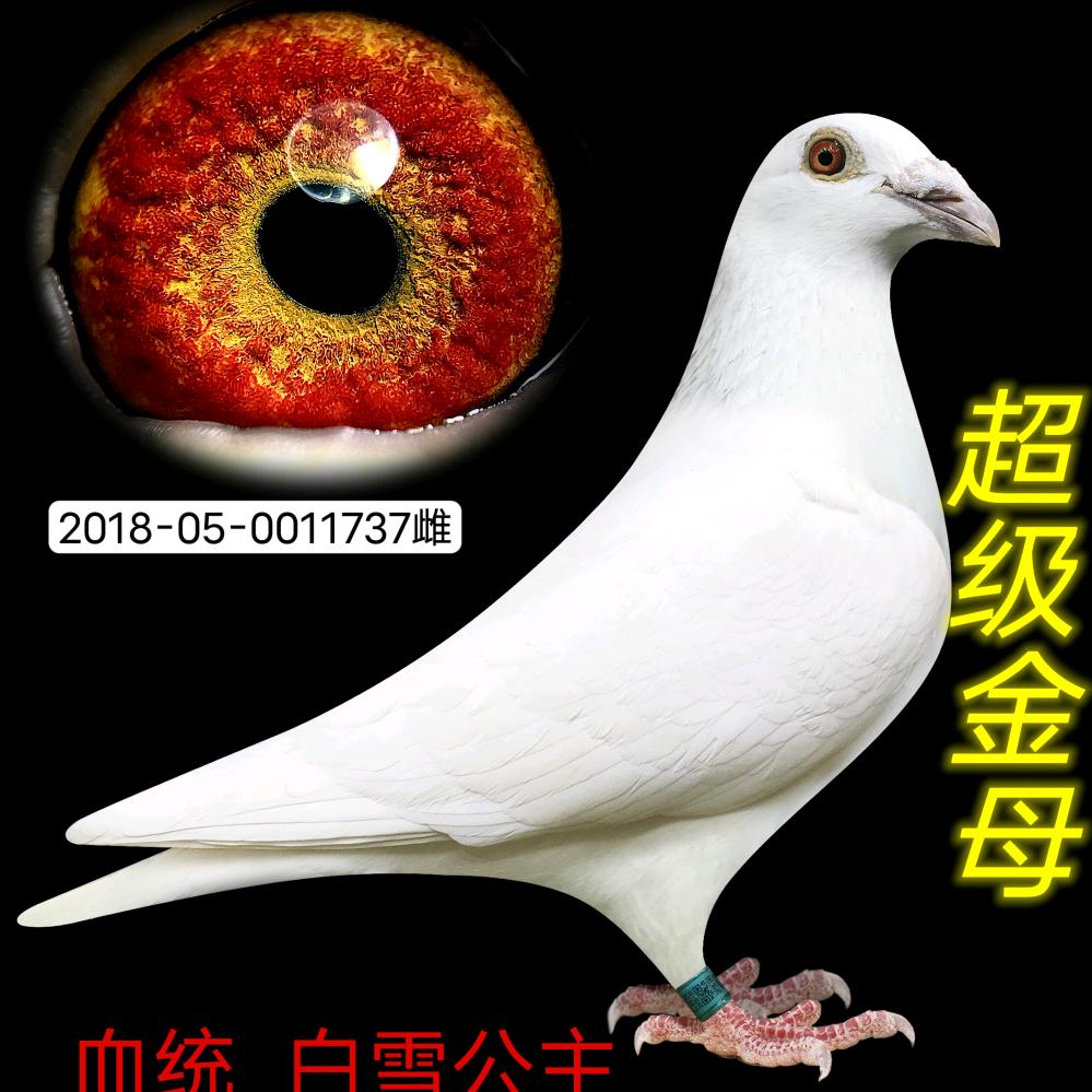恒信鸽业