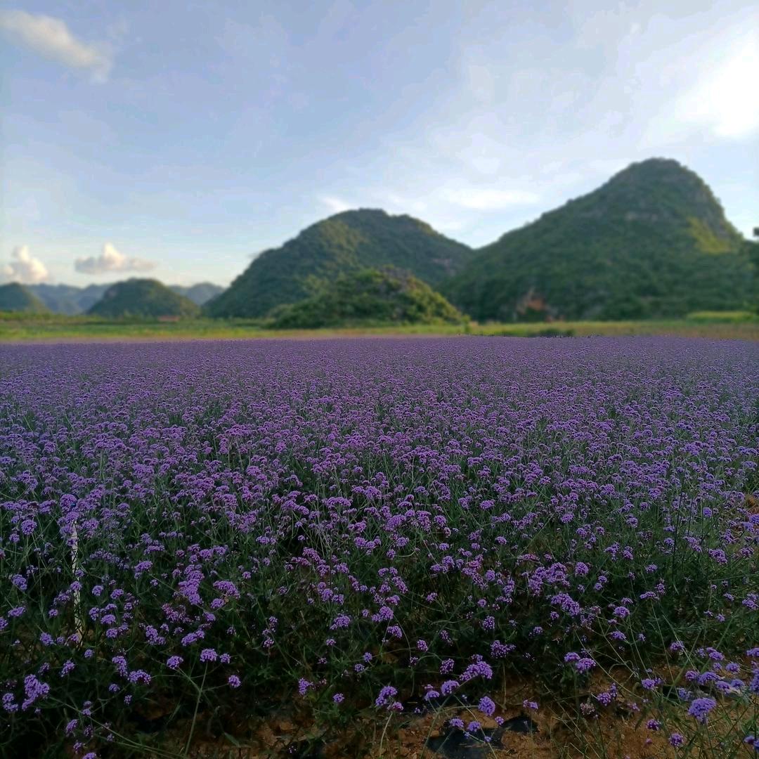 婴格baby体育城店