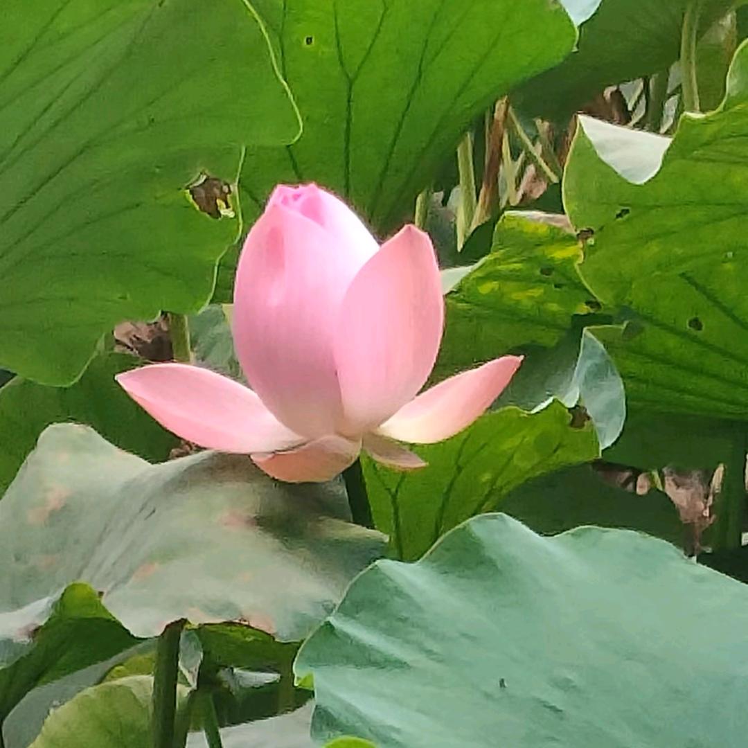 前程往事一杯酒