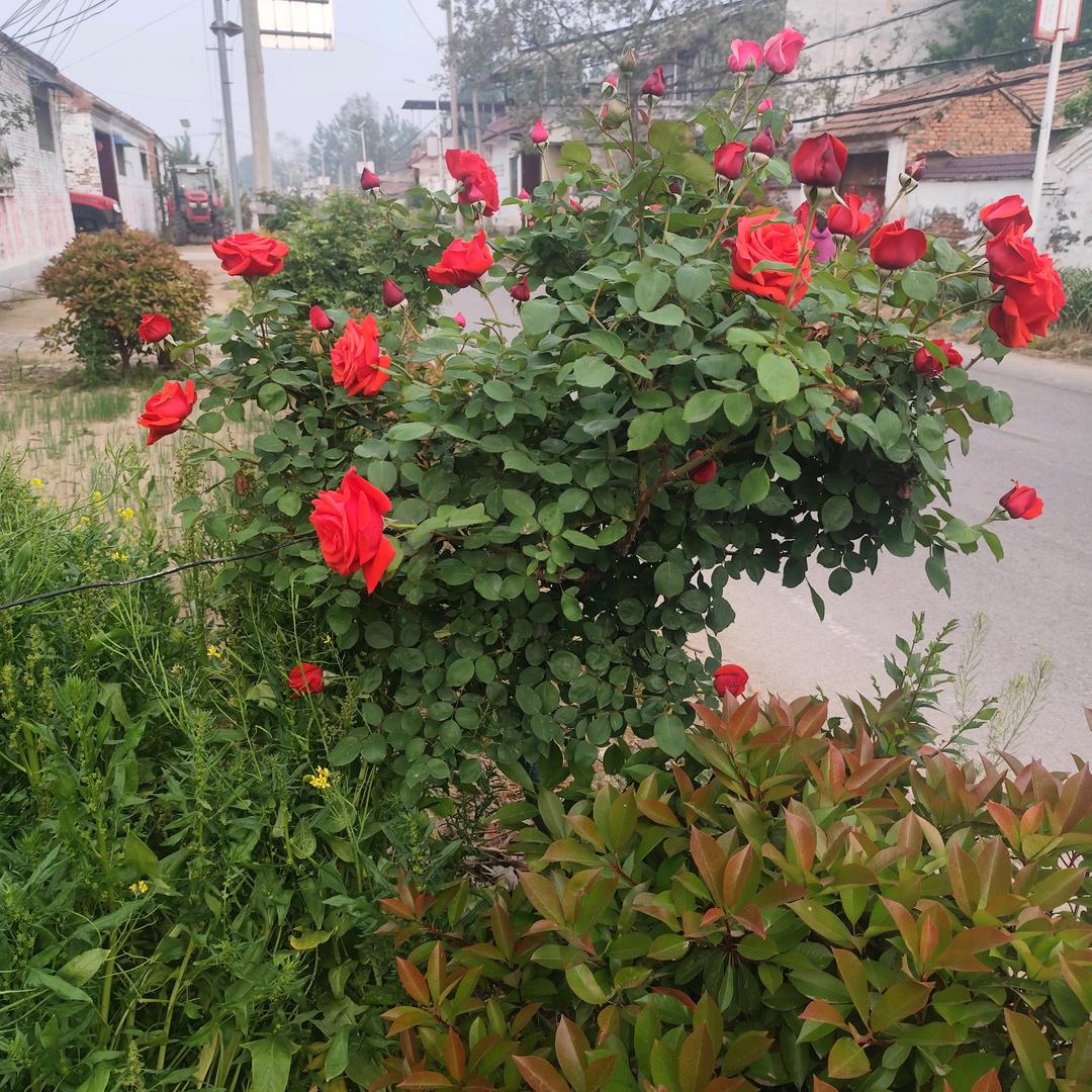 清风拂杨柳