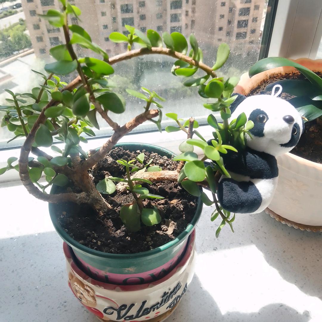 向海的太阳