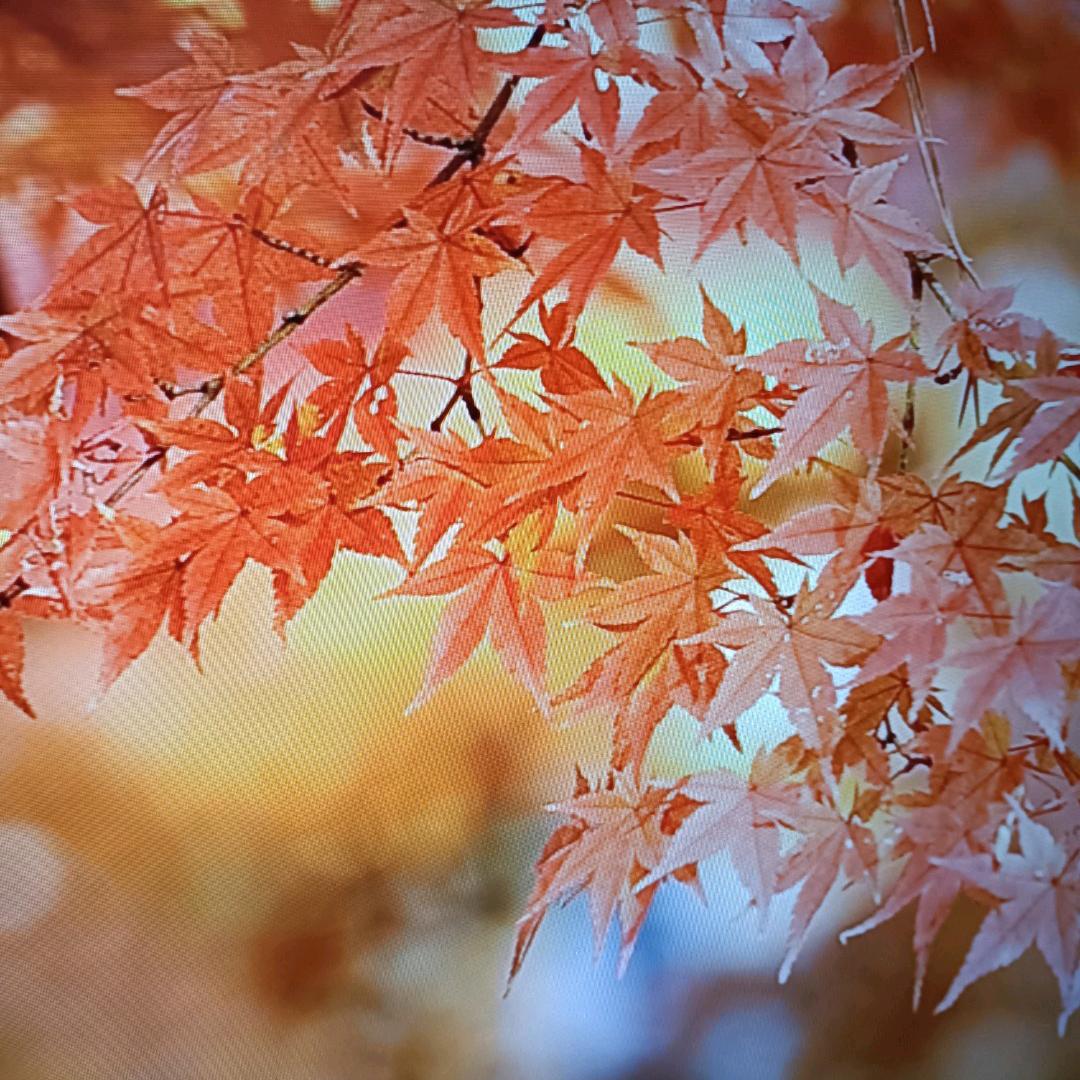 舒龙