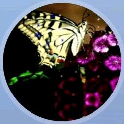 单只蝴蝶🌹🌹🌹