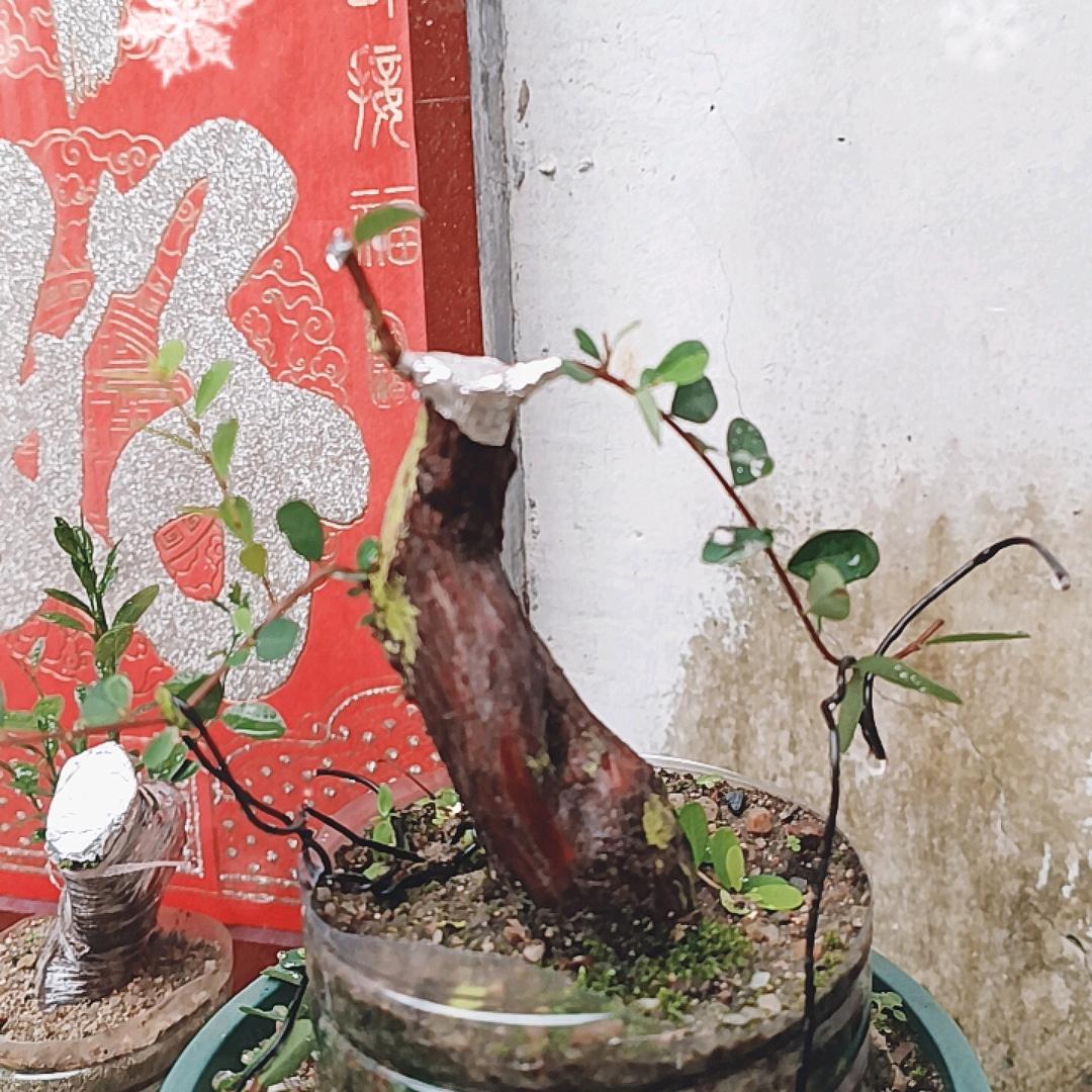 人可以有爱情，当不能痴情