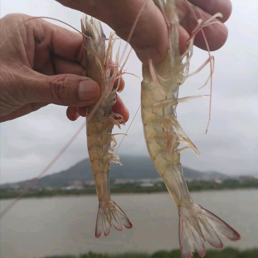 滔搏～养殖