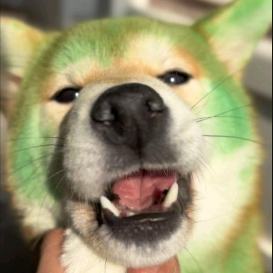 柴犬王多多（菜狗）