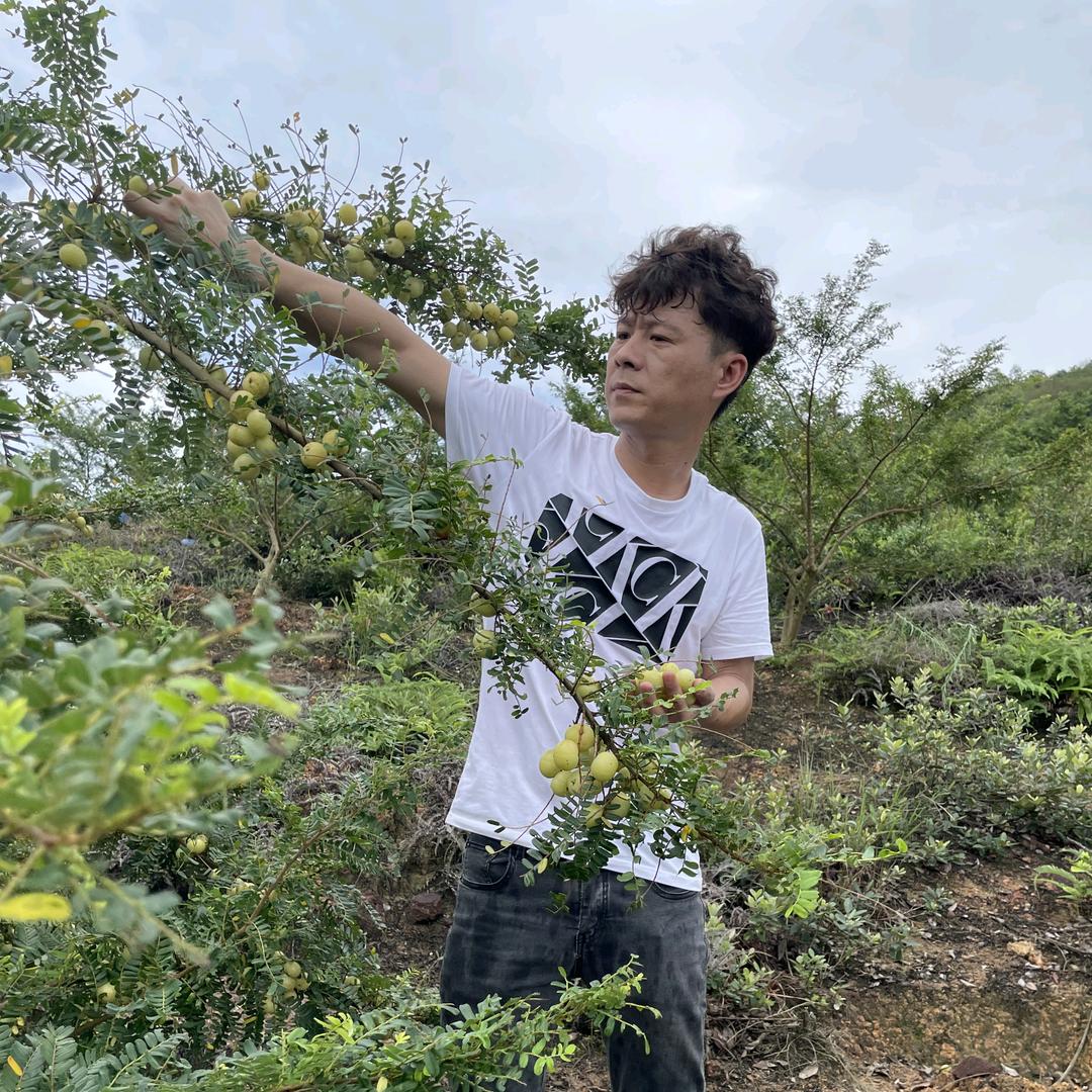 特级甜油甘《甘榄恋人》