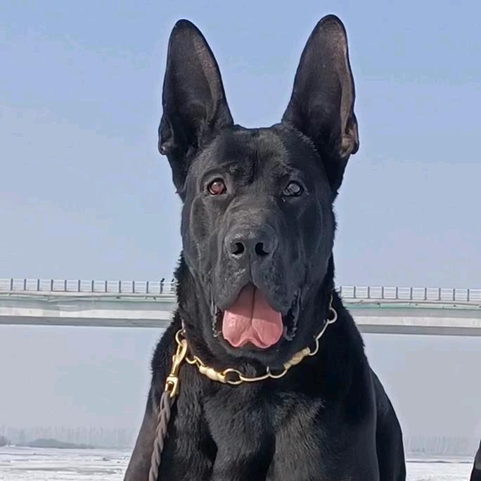 豫东犬舍养殖厂