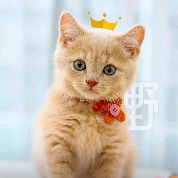 原的猫