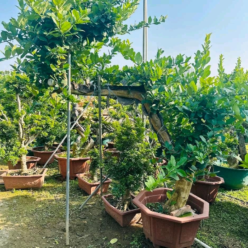 柠檬萌🍋