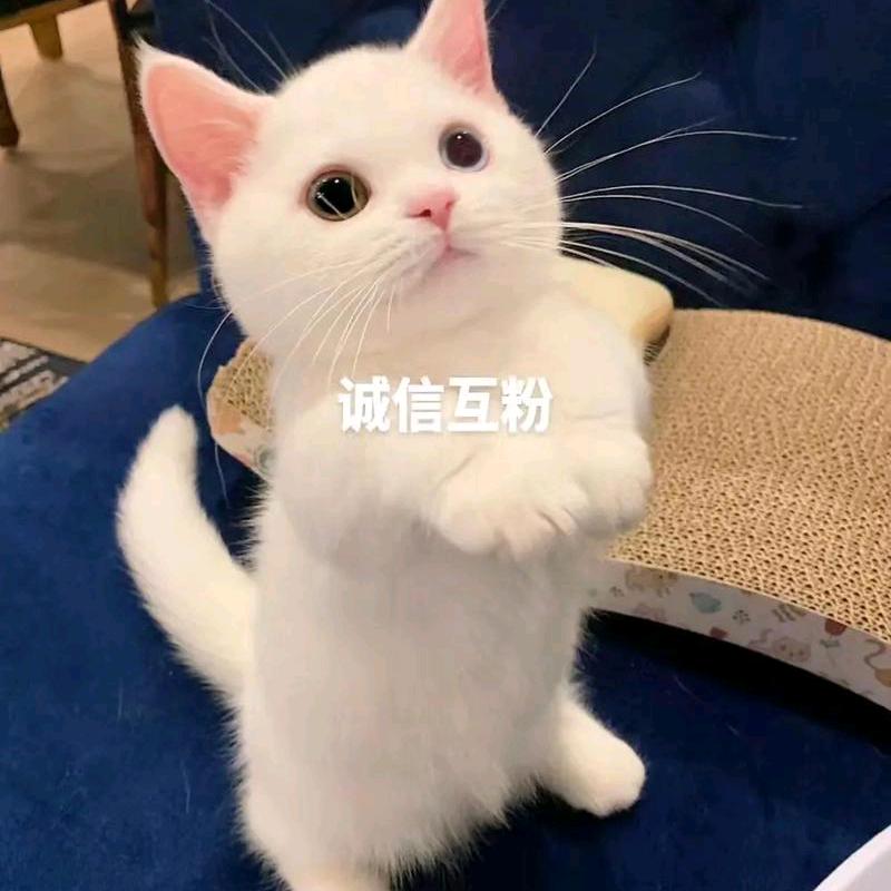余小鱼6688
