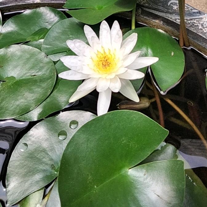 心如莲花