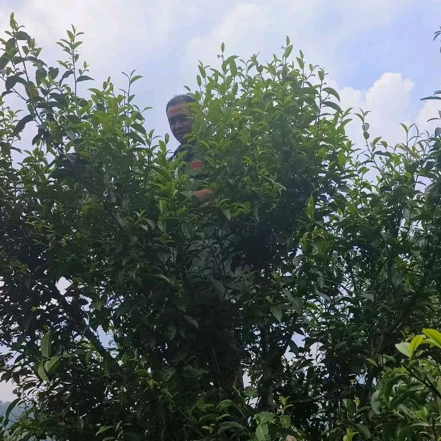 源头山茶