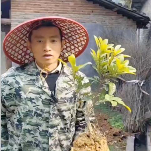 乌江乌都哥