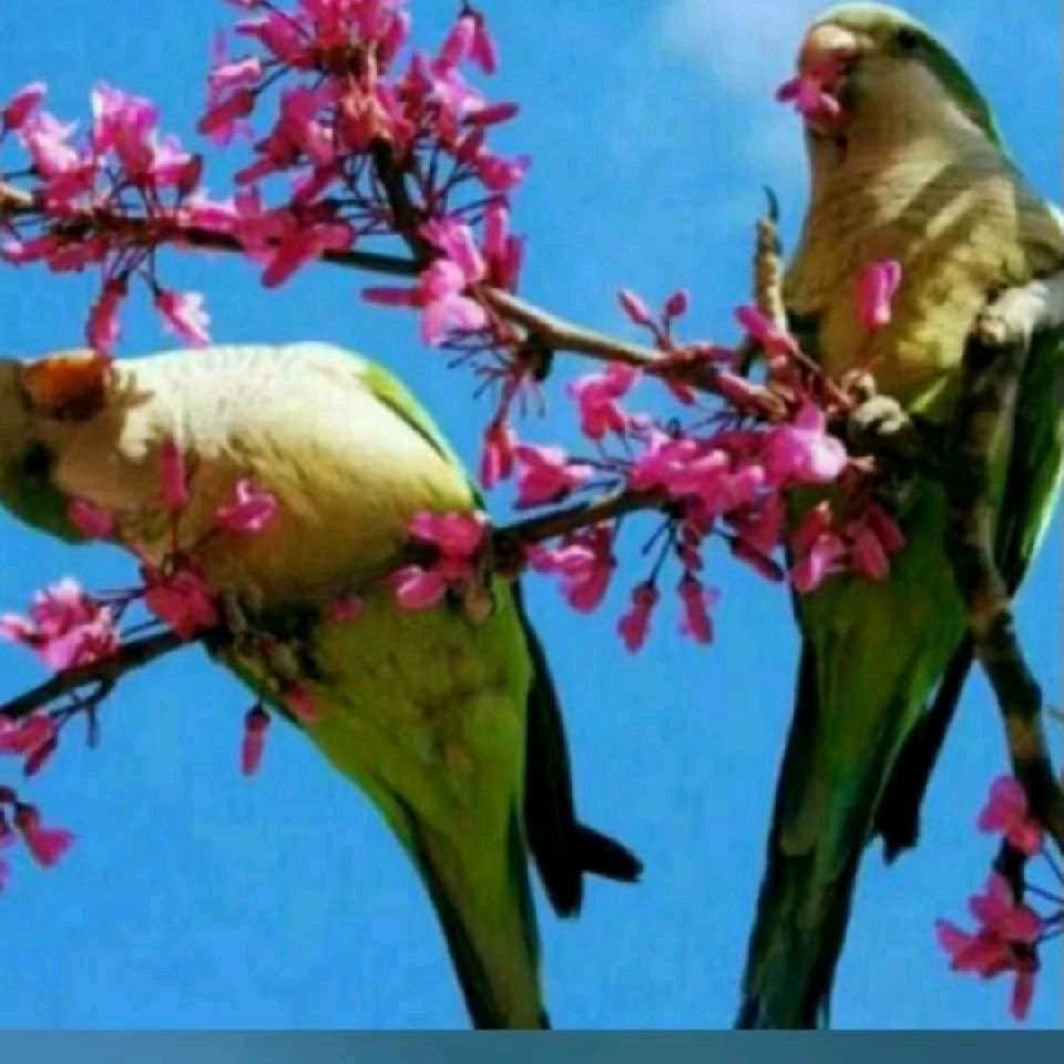 自由飞翔🦅🍓🍓