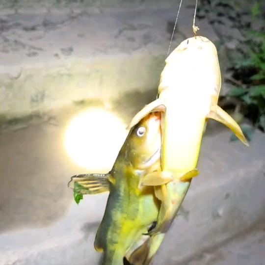 桥哥钓鱼(有色年华)