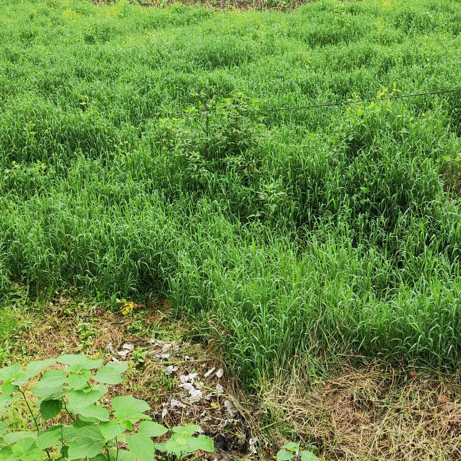 小情妹一身平安