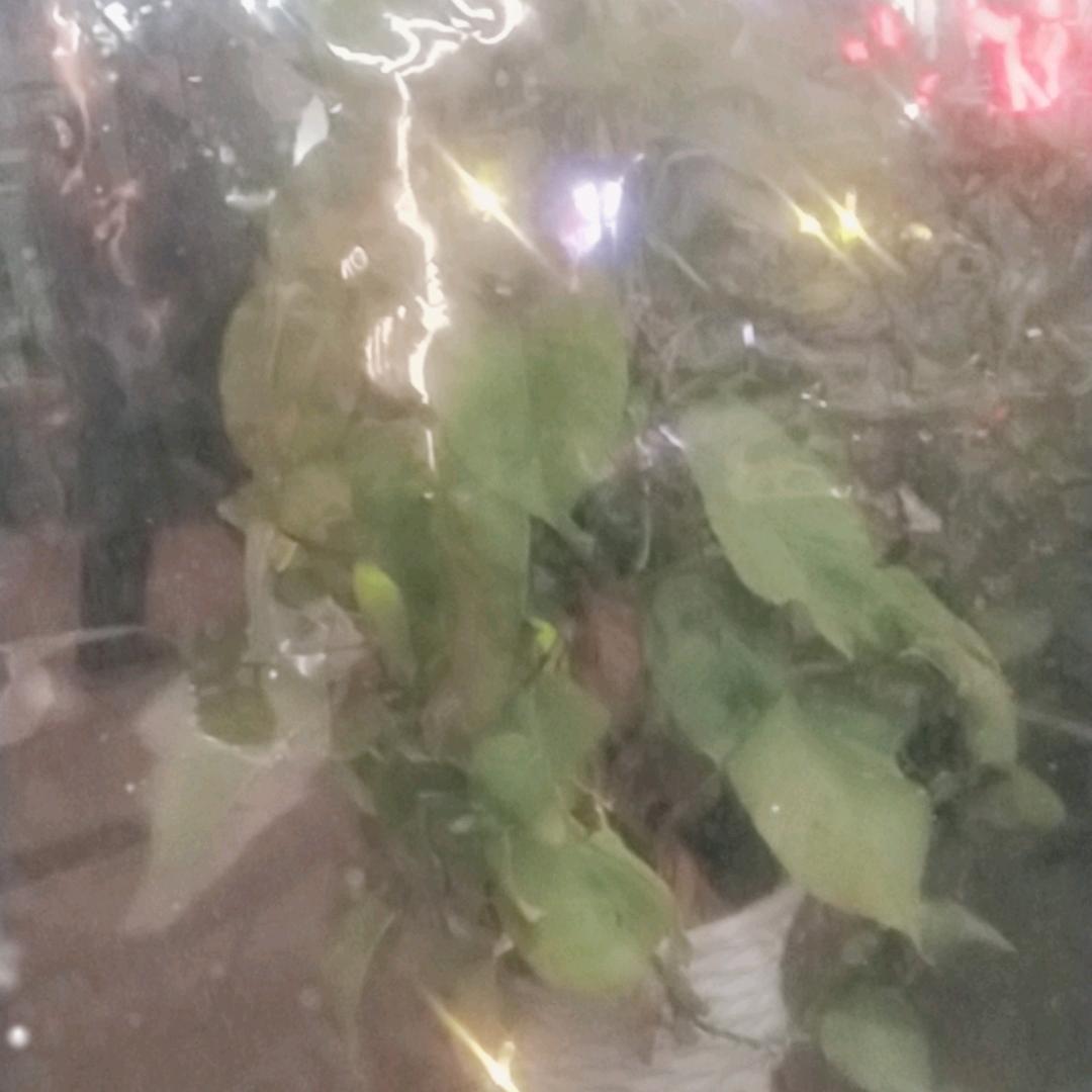 带刺的玫瑰