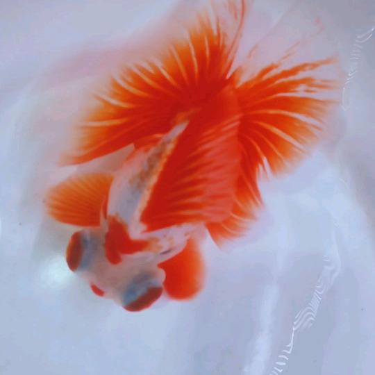 小鲁金鱼