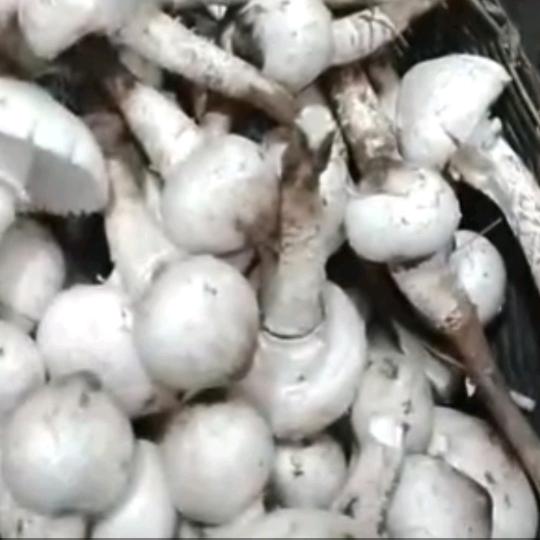 只要愿意嫁，心中永远有你