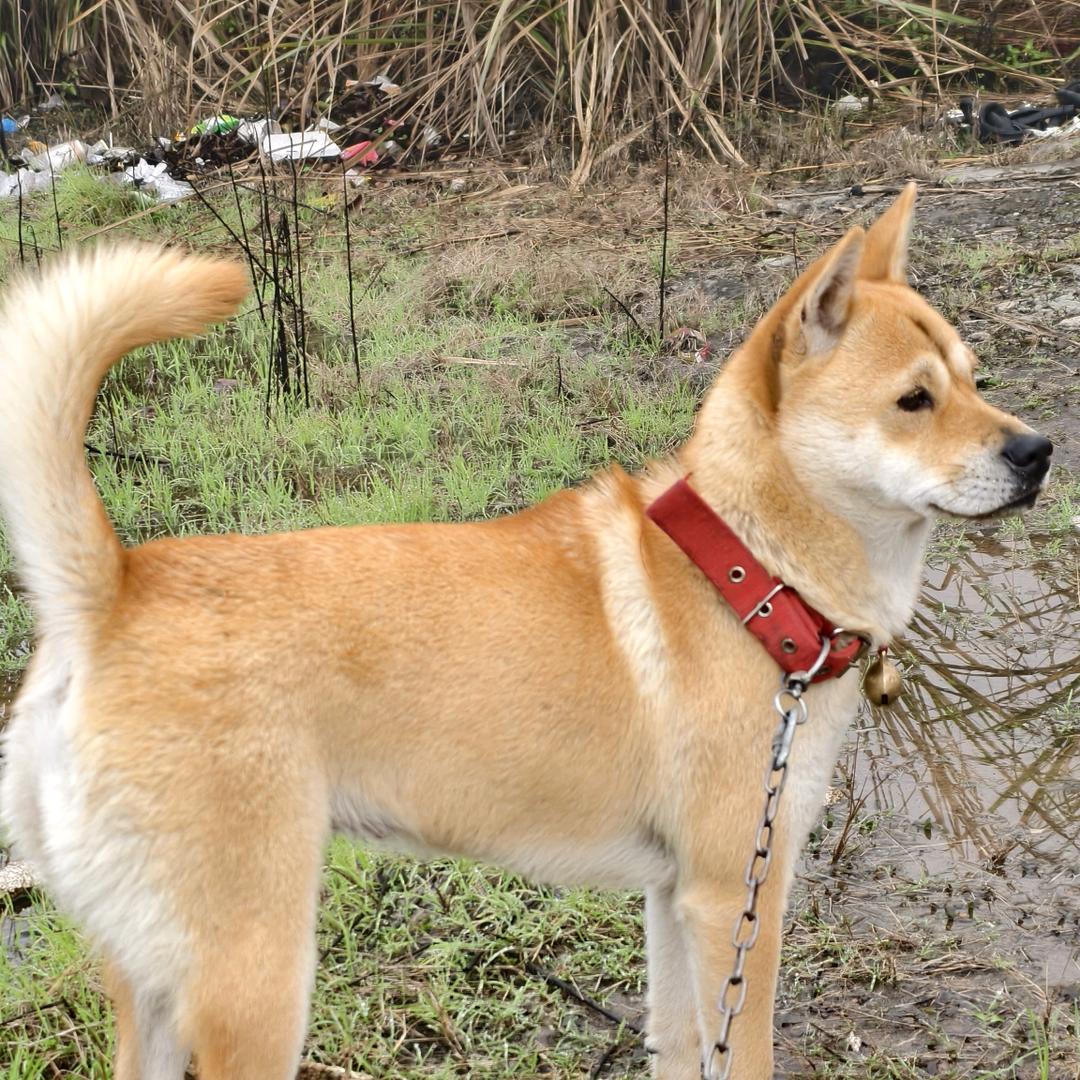 中华田园犬大黄