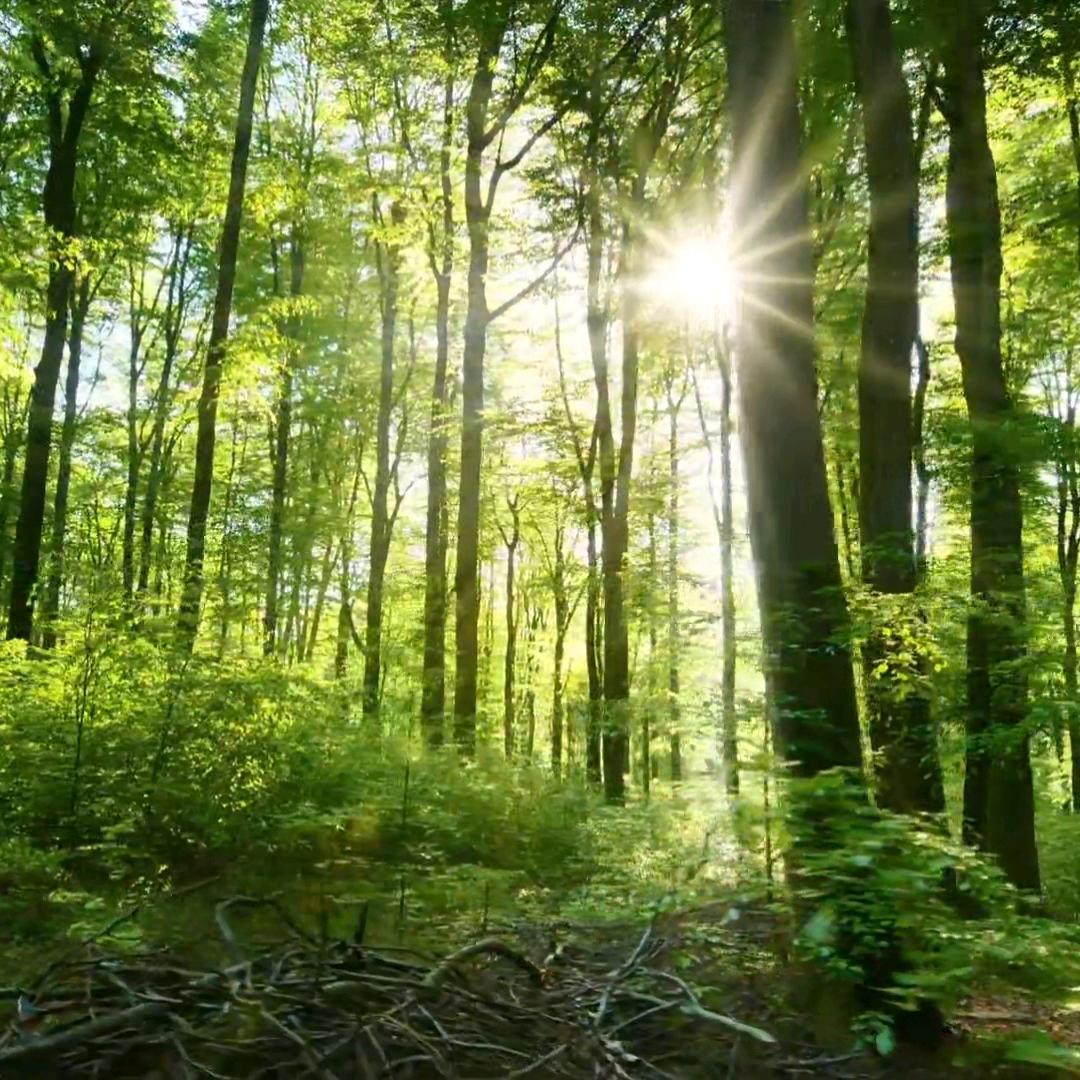 批发手工鲜肉饺子<假一赔万>