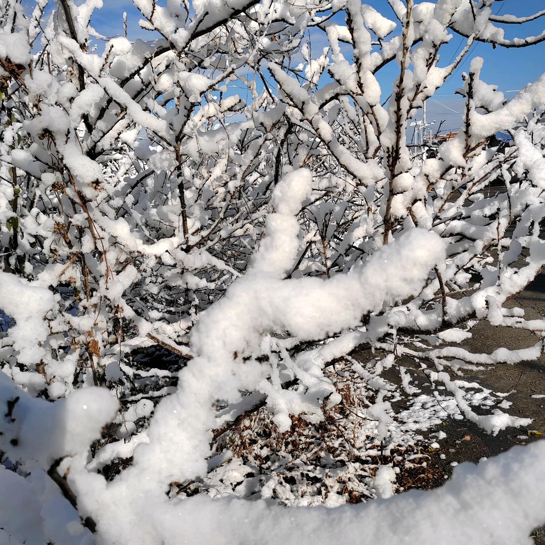 落雪落叶🍂知