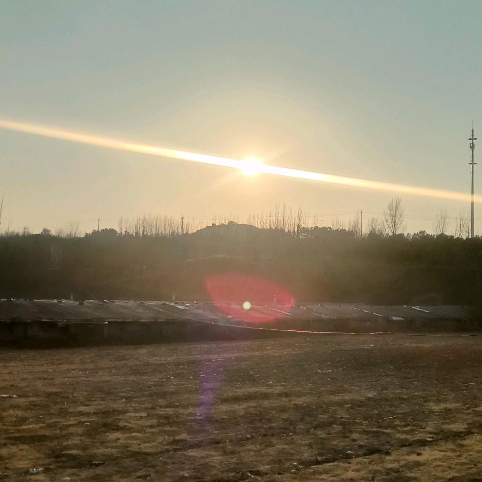 夕阳红