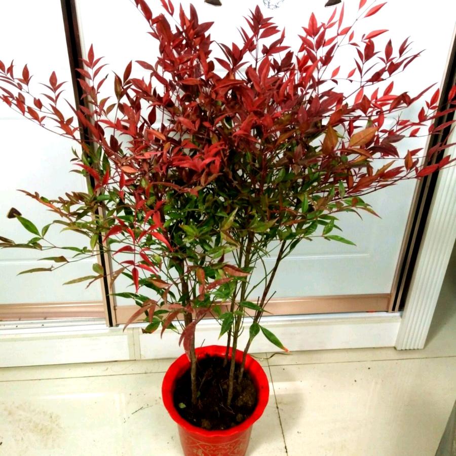 花农花卉园艺