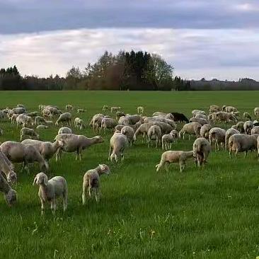 🐄🐑郑州万邦牛羊肉销售