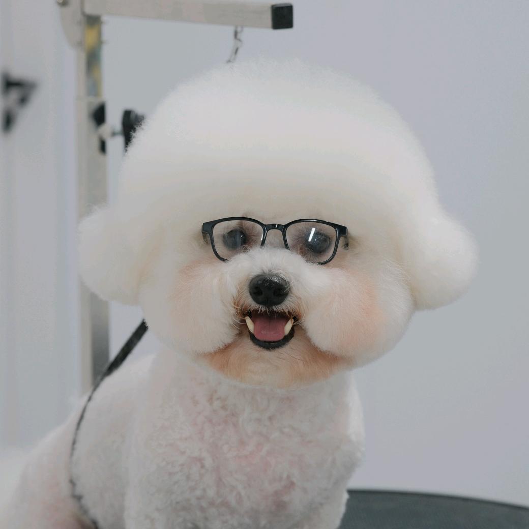 爱看手机的小五