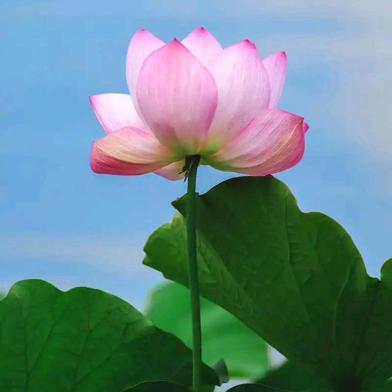 叶🍀子🍀