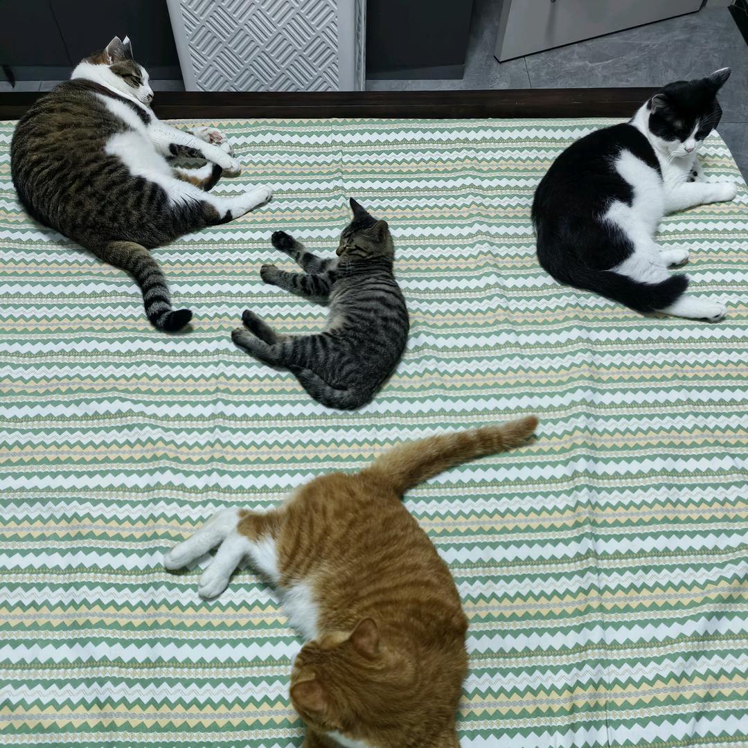 4只猫的铲屎官爱做饭