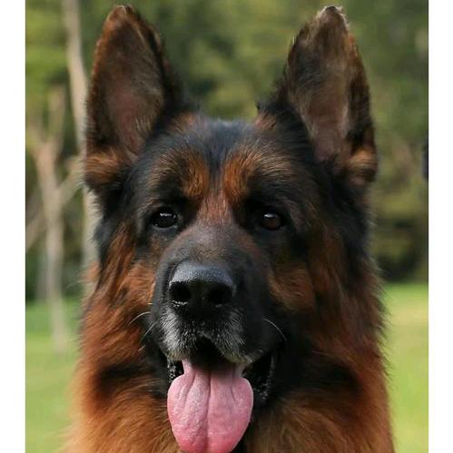 太康胡氏犬业（二）