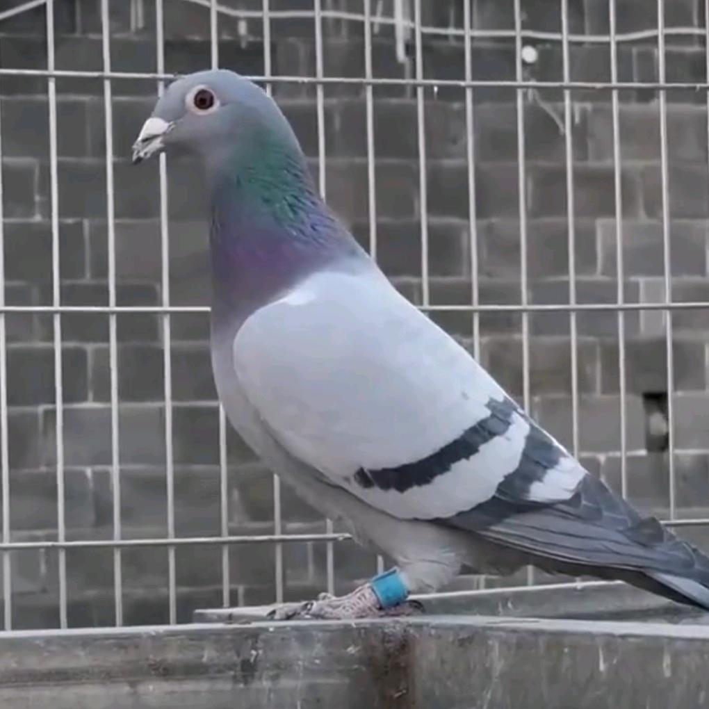 💞人生有梦💞一