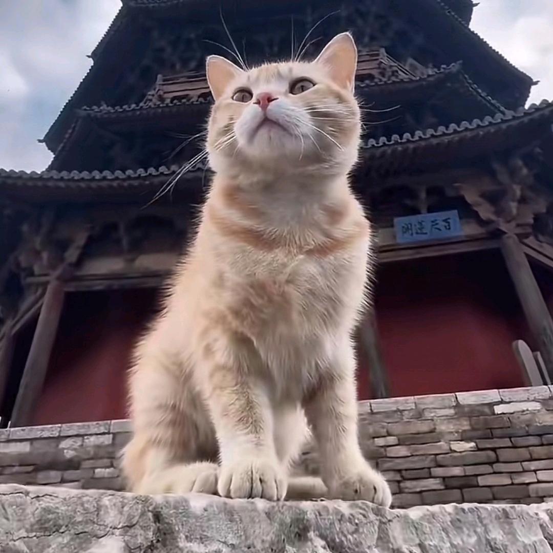 顺拐的狗子