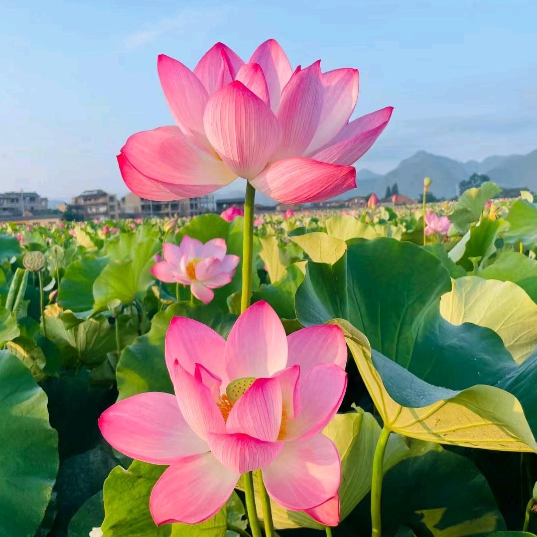 l阿飞段妈妈